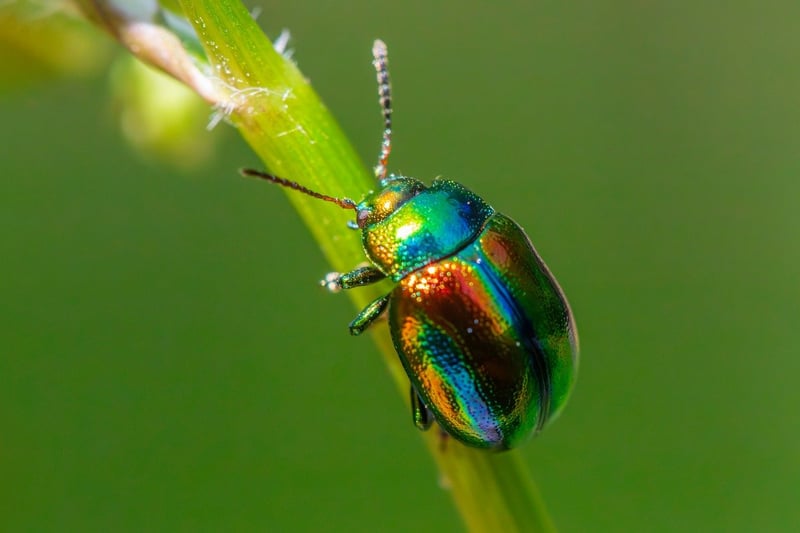 Eco-friendly Pest Control