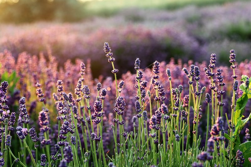 Organic Gardening